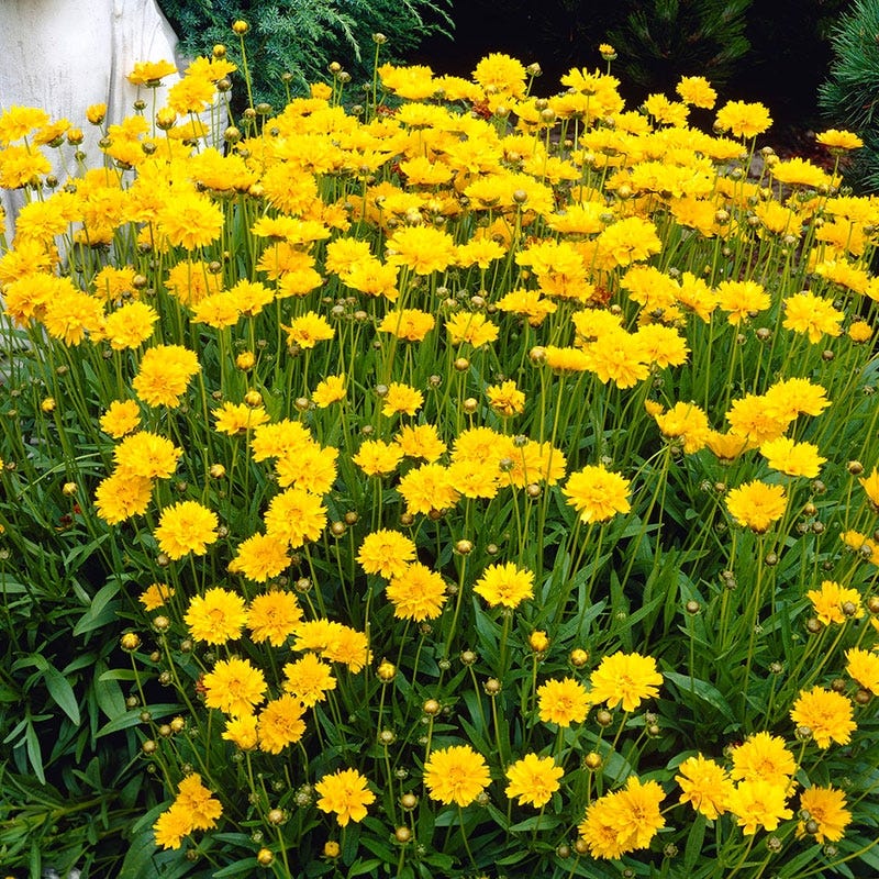 Early Sunrise Coreopsis