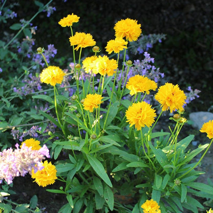 Early Sunrise Coreopsis