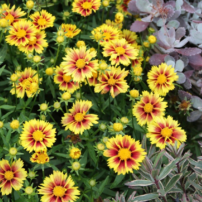 Li'l Bang™ Enchanted Eve Coreopsis