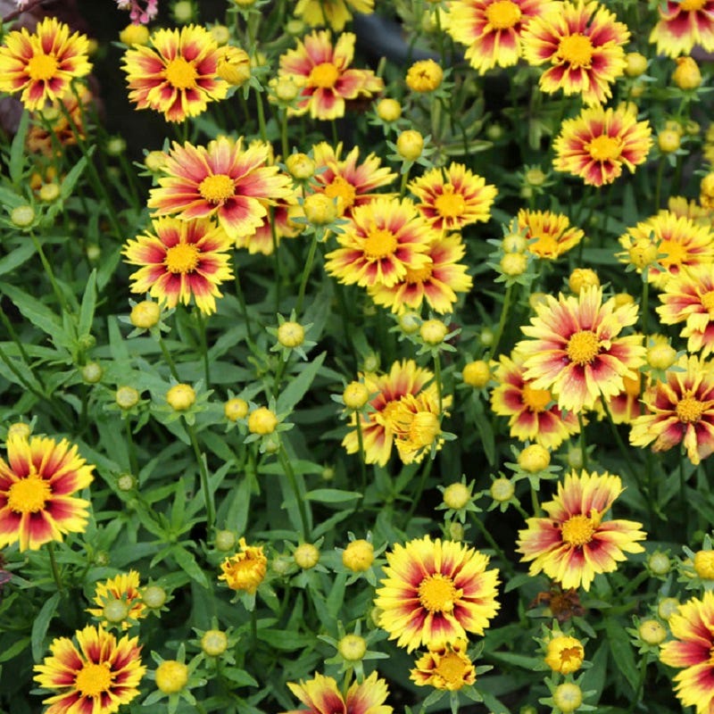 Li'l Bang™ Enchanted Eve Coreopsis