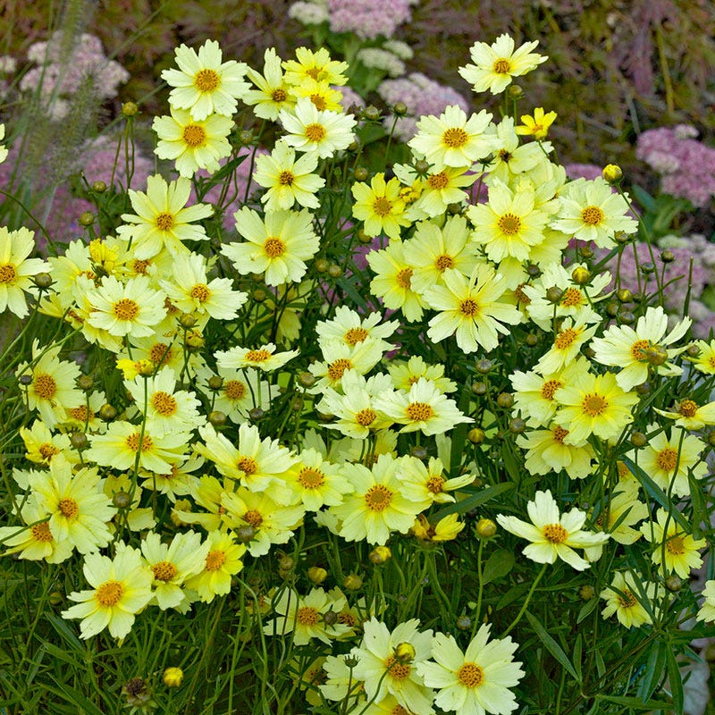 Full Moon Coreopsis