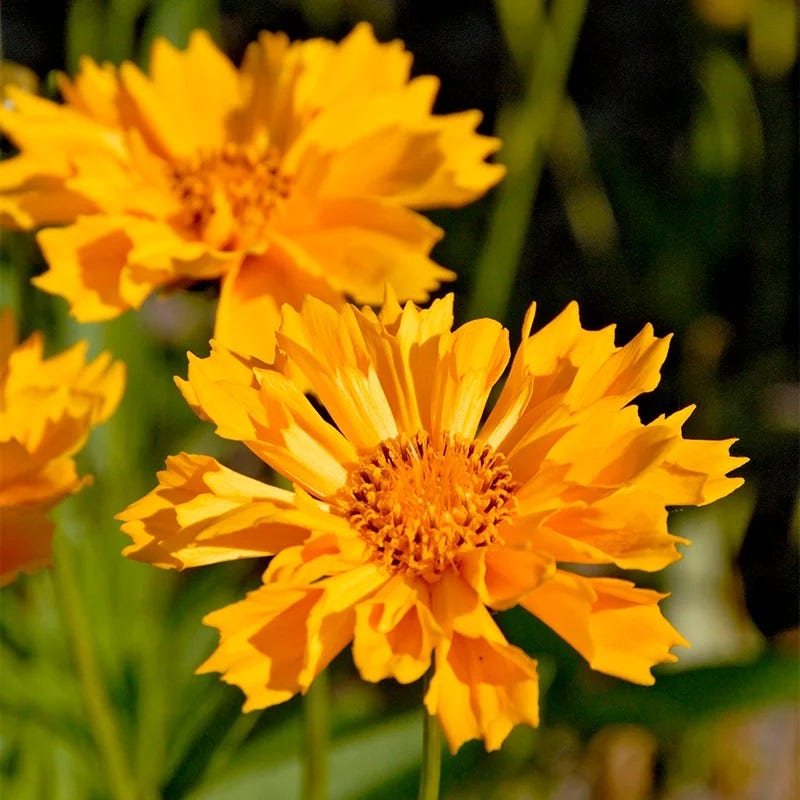 Pollinator Power Plant Collection