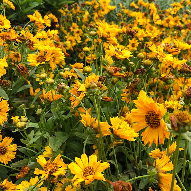 Jethro Tull Coreopsis