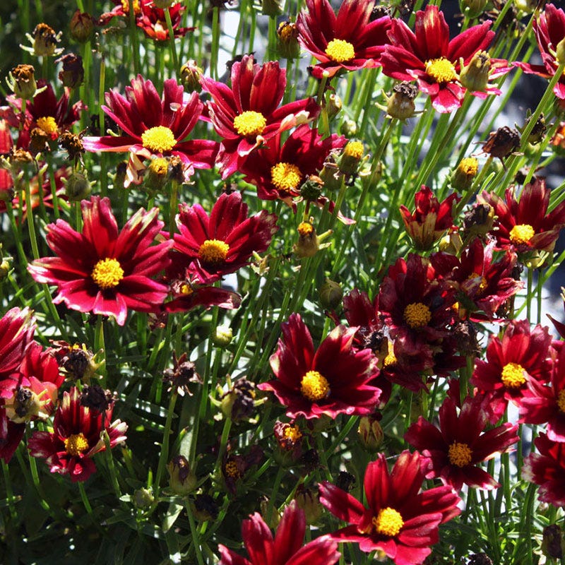 Li'l Bang Red Elf Coreopsis, Tickseed | American Meadows