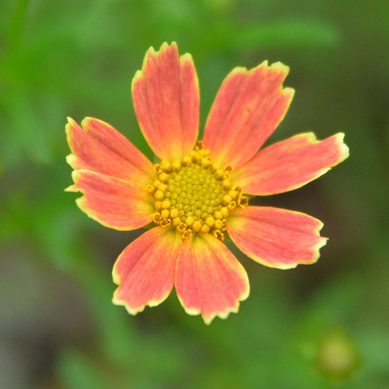 Creme Caramel Coreopsis