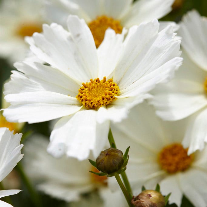 Big Bang™ Polaris Coreopsis