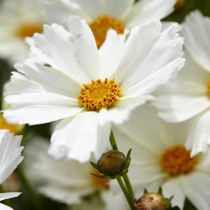 Big Bang™ Polaris Coreopsis