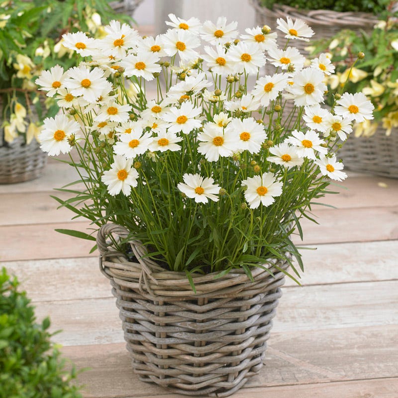 Big Bang™ Polaris Coreopsis