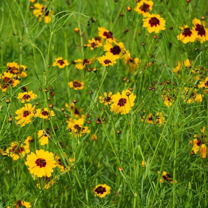 Red Poppy & Plains Coreopsis Seed Combo