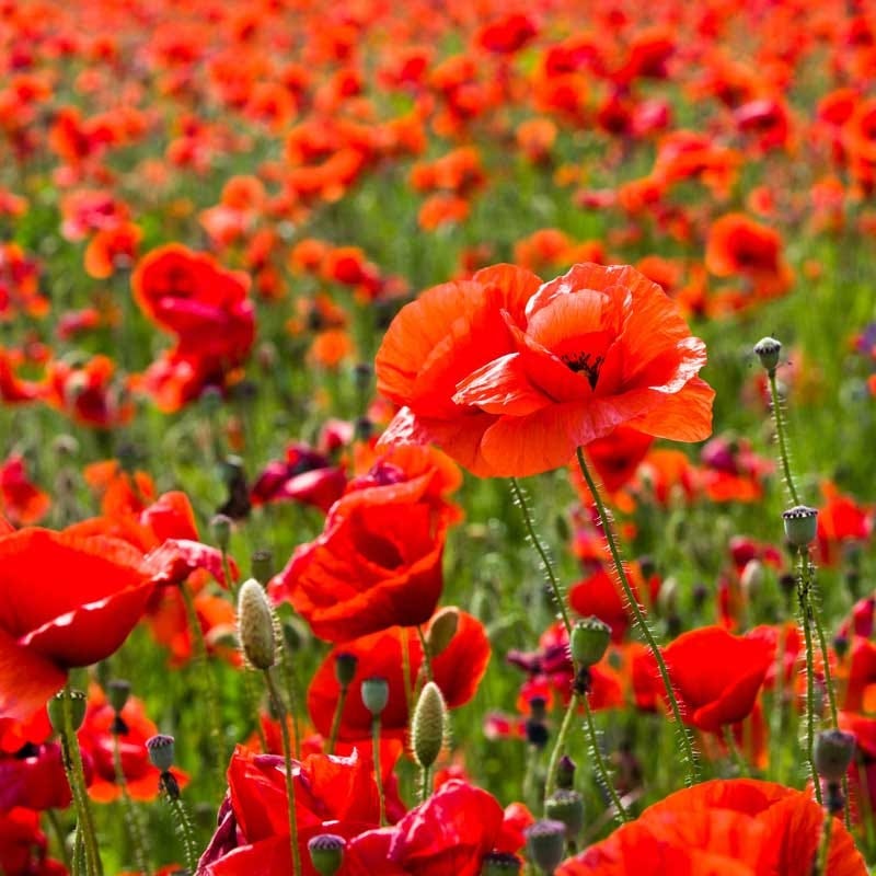 Red Poppy & Plains Coreopsis Seed Combo