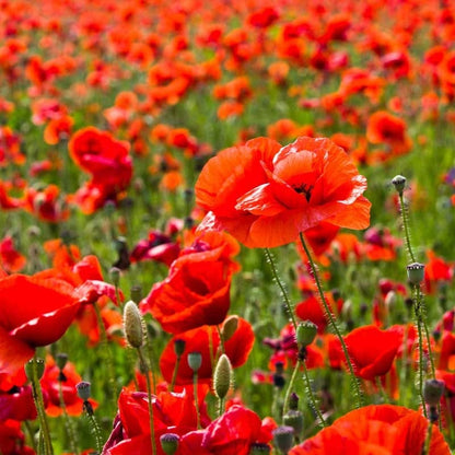 Red Poppy & Plains Coreopsis Seed Combo