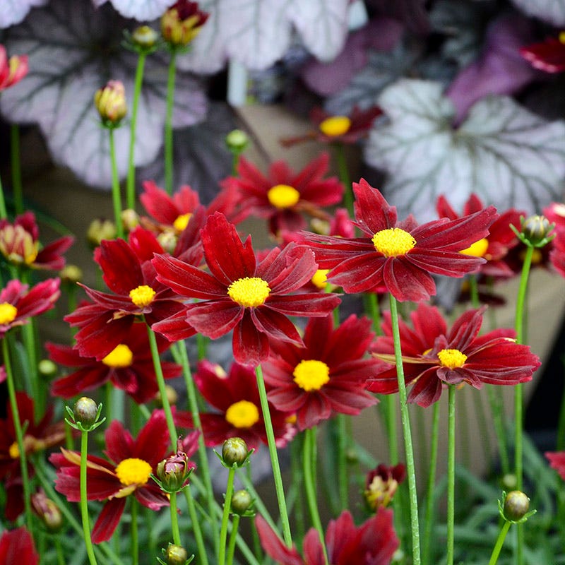 Li'l Bang Red Elf Coreopsis, Tickseed | Red Perennial Flowers
