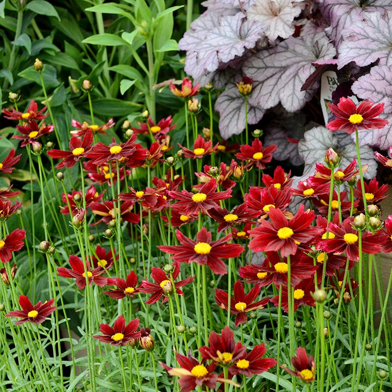 Li'l Bang Red Elf Coreopsis, Tickseed | Red Perennial Flowers