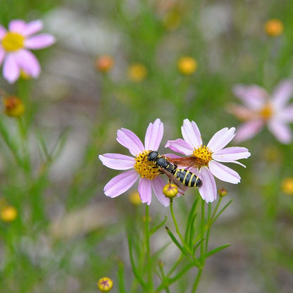 American Dream Coreopsis