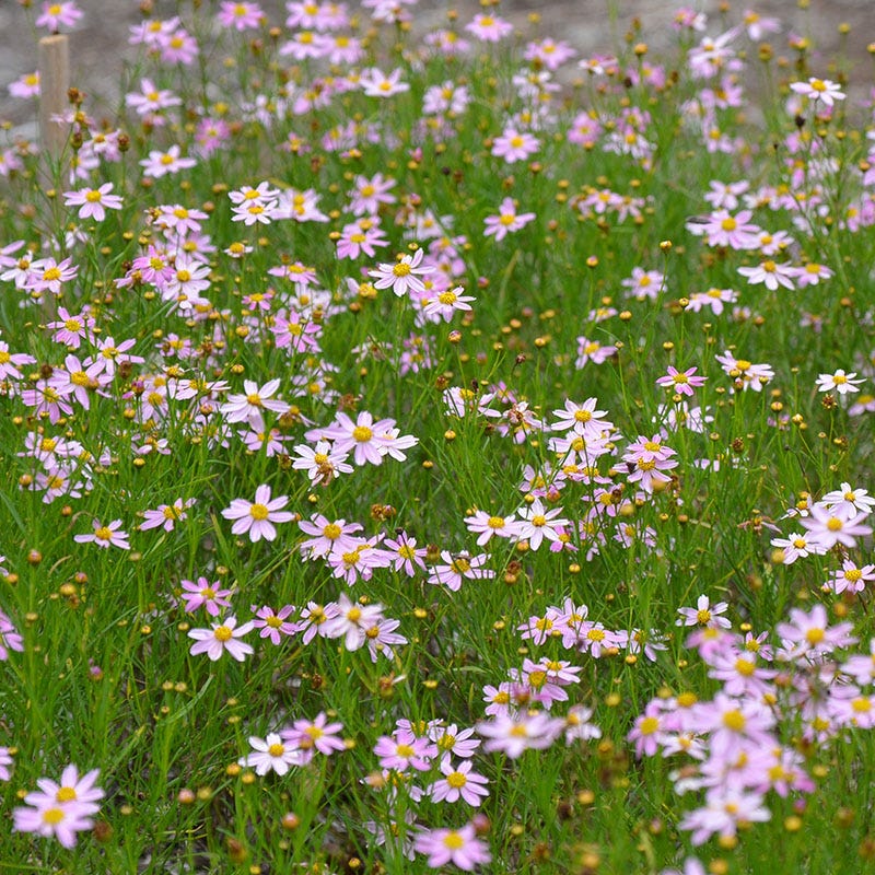 American Dream Coreopsis