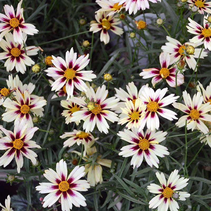 Li'l Bang™ Starlight Coreopsis