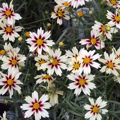Li'l Bang™ Starlight Coreopsis