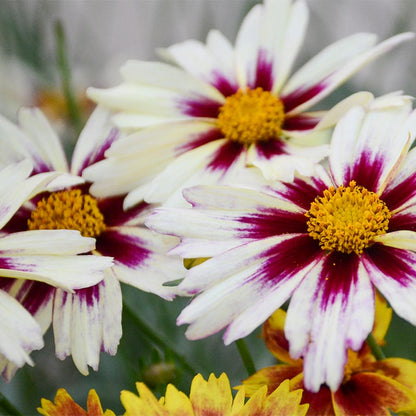 Li'l Bang™ Starlight Coreopsis