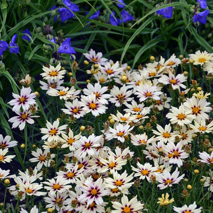 Li'l Bang™ Starlight Coreopsis