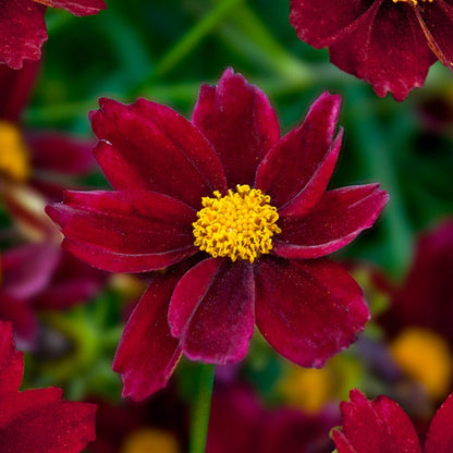 Mercury Rising Coreopsis