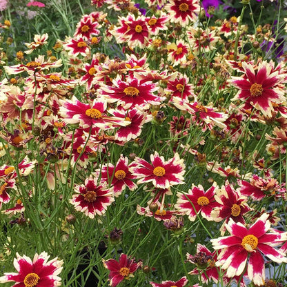 Ruby Frost Coreopsis