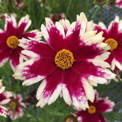 Ruby Frost Coreopsis