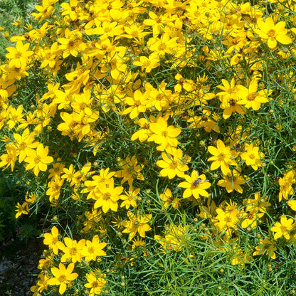 Coreopsis Zagreb