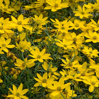 Coreopsis Zagreb