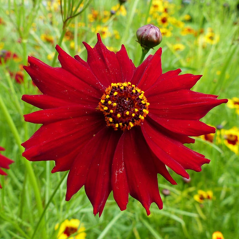 Dwarf Red Plains Coreopsis Seeds