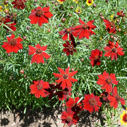 Dwarf Red Plains Coreopsis Seeds