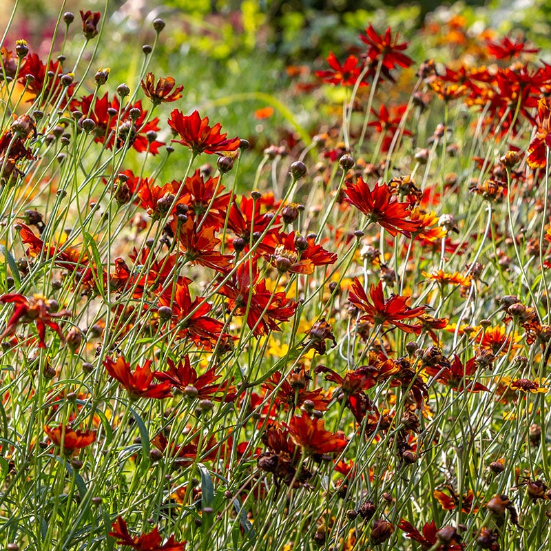Dwarf Red Plains Coreopsis Seeds