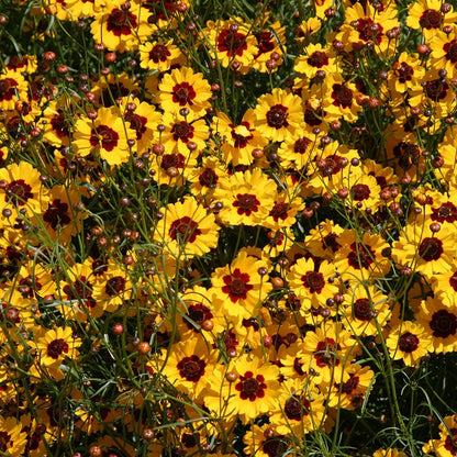 Plains Coreopsis Seeds