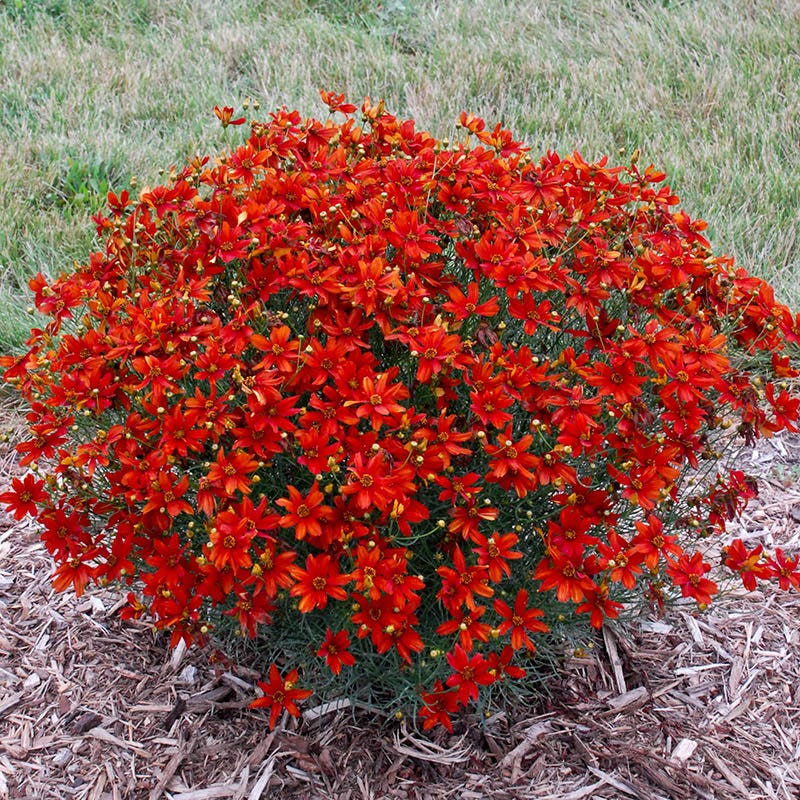 Sizzle & Spice™ Crazy Cayenne Coreopsis