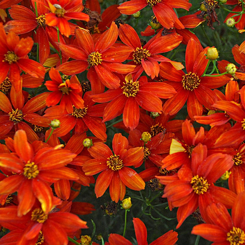 Sizzle & Spice Crazy Cayenne Coreopsis | American Meadows