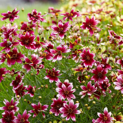 Berry Chiffon Coreopsis