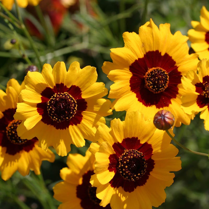 Plains Coreopsis Seeds