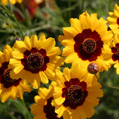 Plains Coreopsis Seeds