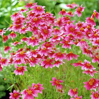 Heaven's Gate Coreopsis