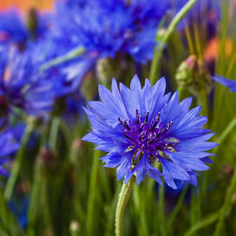 seeds flower Blue Wildflower Seed Mix