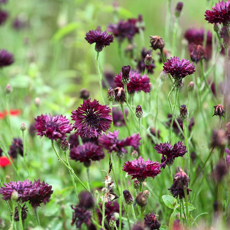 purple wildflower seeds Burgundy Wildflower Seed Mix | Almost Black/Red
