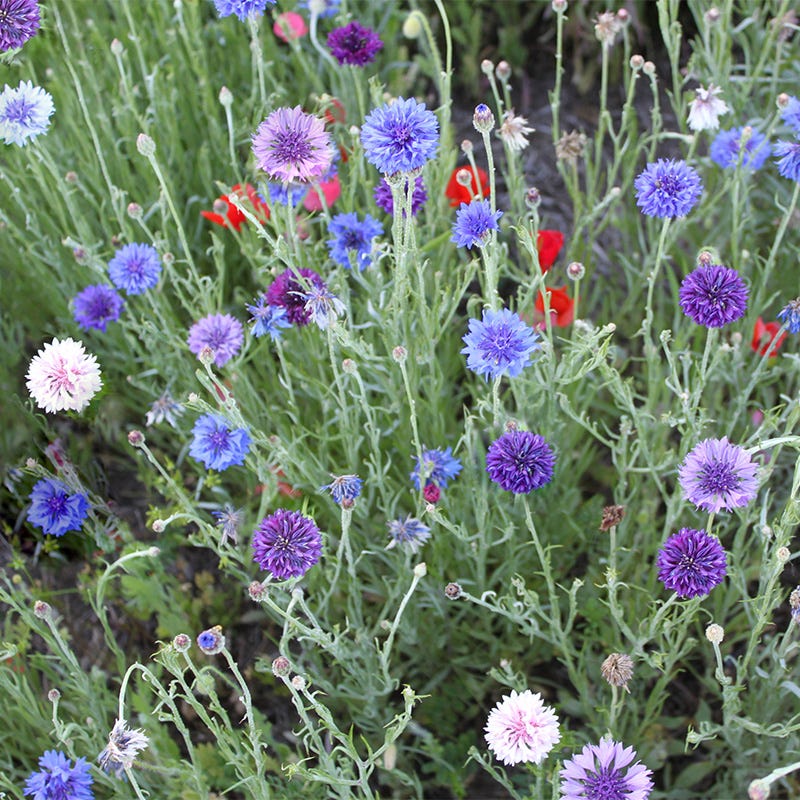 Mixed Cornflower or Bachelor Button Seeds