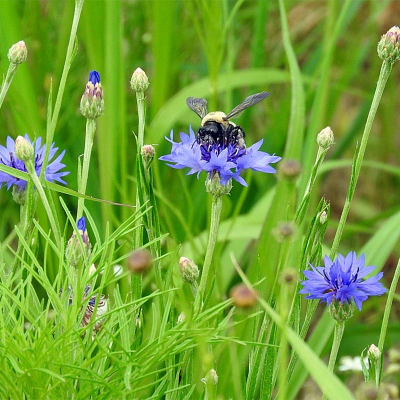 american meadows flower seeds Midwest Pollinator Wildflower Seed Mix