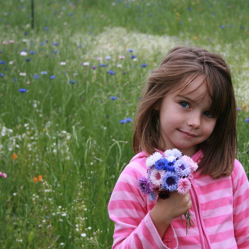 Mixed Cornflower or Bachelor Button Seeds
