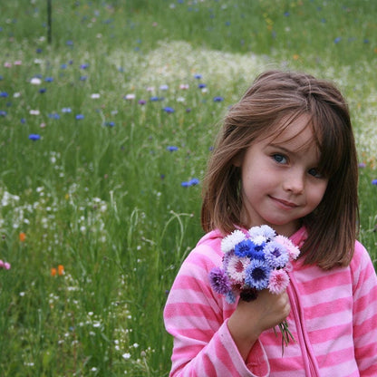 Mixed Cornflower or Bachelor Button Seeds
