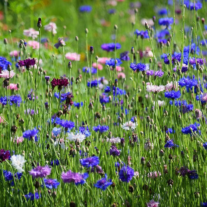 Mixed Cornflower or Bachelor Button Seeds