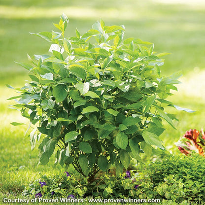 Arctic Fire® Dogwood