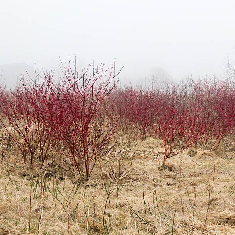 Bailey's Red Twig Dogwood