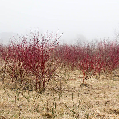 Bailey's Red Twig Dogwood