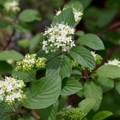 Bailey's Red Twig Dogwood