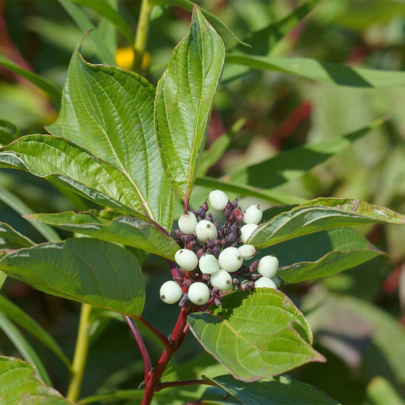 Bailey's Red Twig Dogwood